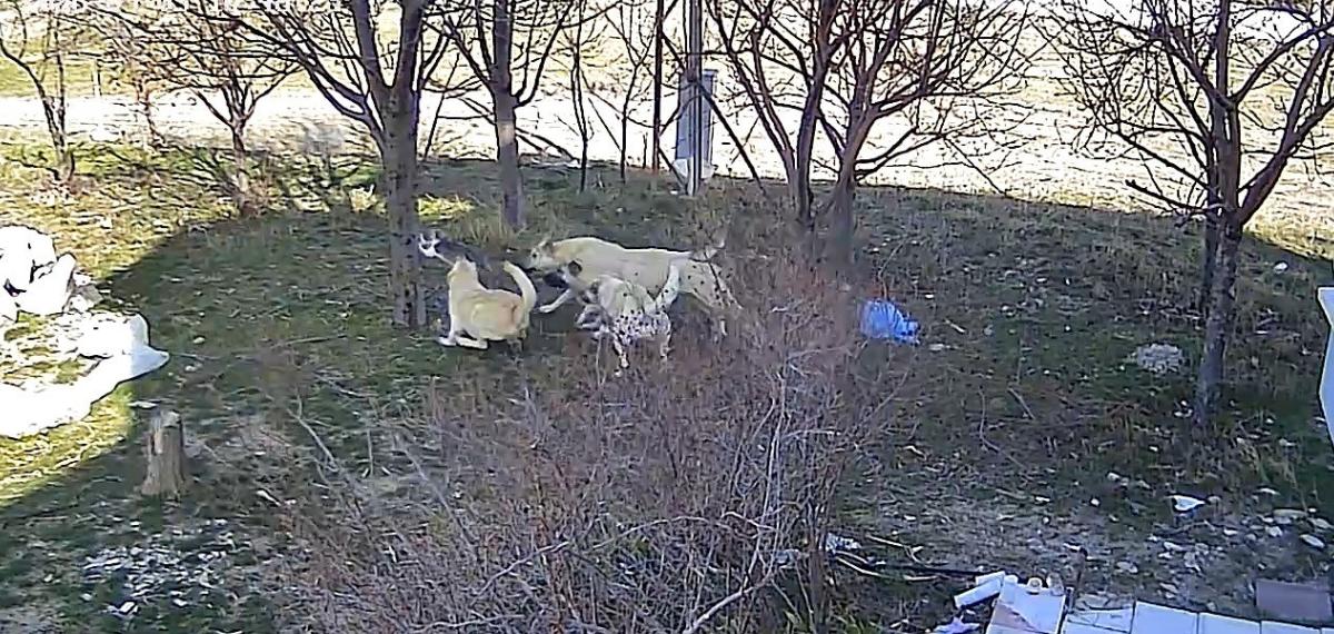 Karaman’da Başıboş Köpeklerin Kediyi Öldürdüğü Anlar Kameraya Yansıdı