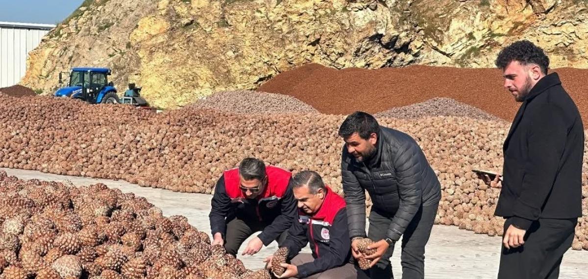 Koçarlı’da Çam Fıstığı İşleme Tesisindeki Çalışmalar Yerinde İncelendi