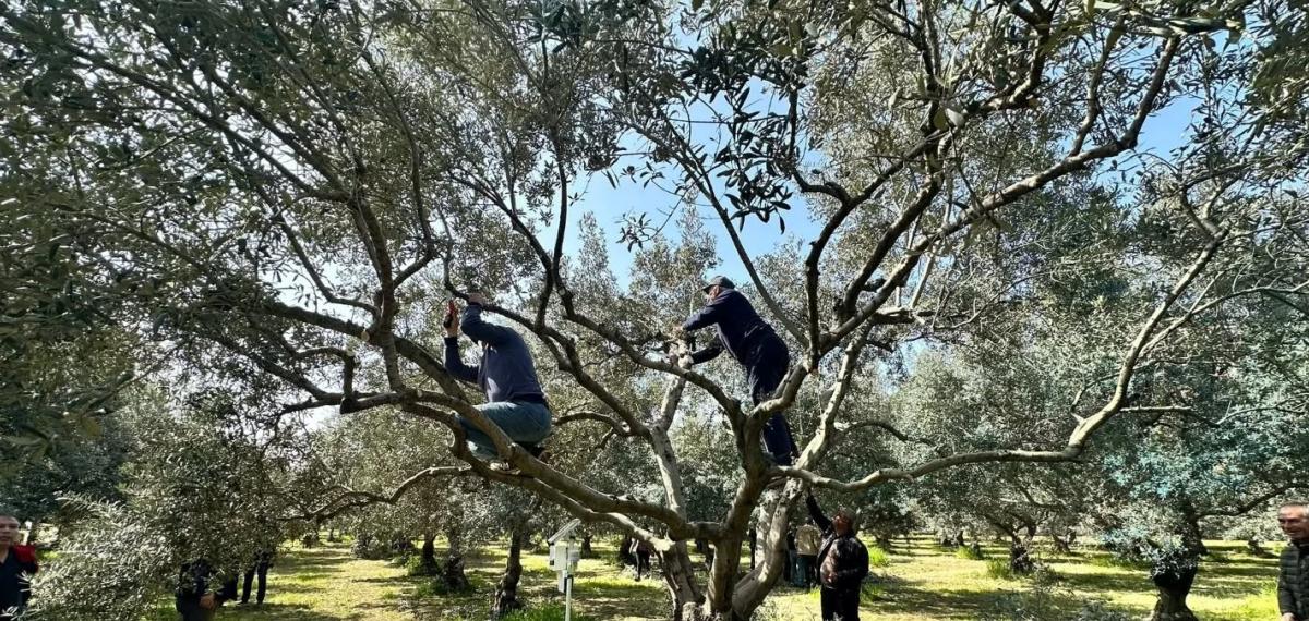 Koçarlılı Üreticilere Uygulamalı Budama Eğitimi