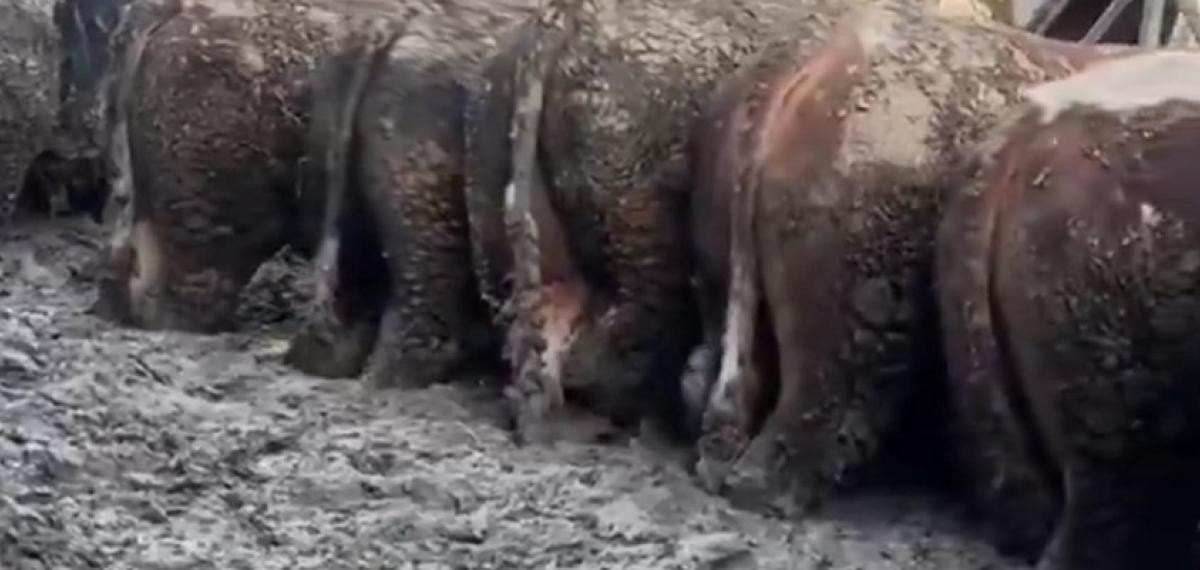 Konya’da Sosyal Medyaya Yansıyan Hayvancılık İşletmesi Görüntülerine İnceleme