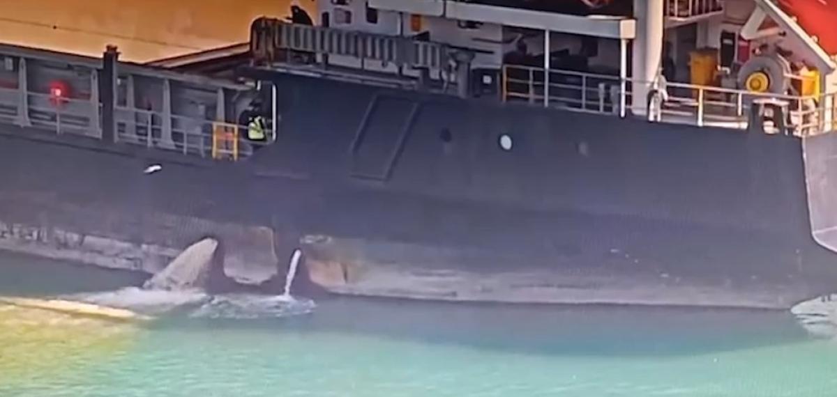 Mersin’de Denizi Kirleten Gemiye 13 Milyon TL Ceza Kesildi, Gemi Rıhtıma Bağlandı