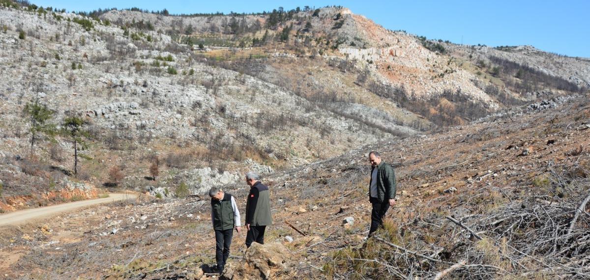 Mersin’de Yangın Sahalarında Doğa Yeniden Canlanıyor