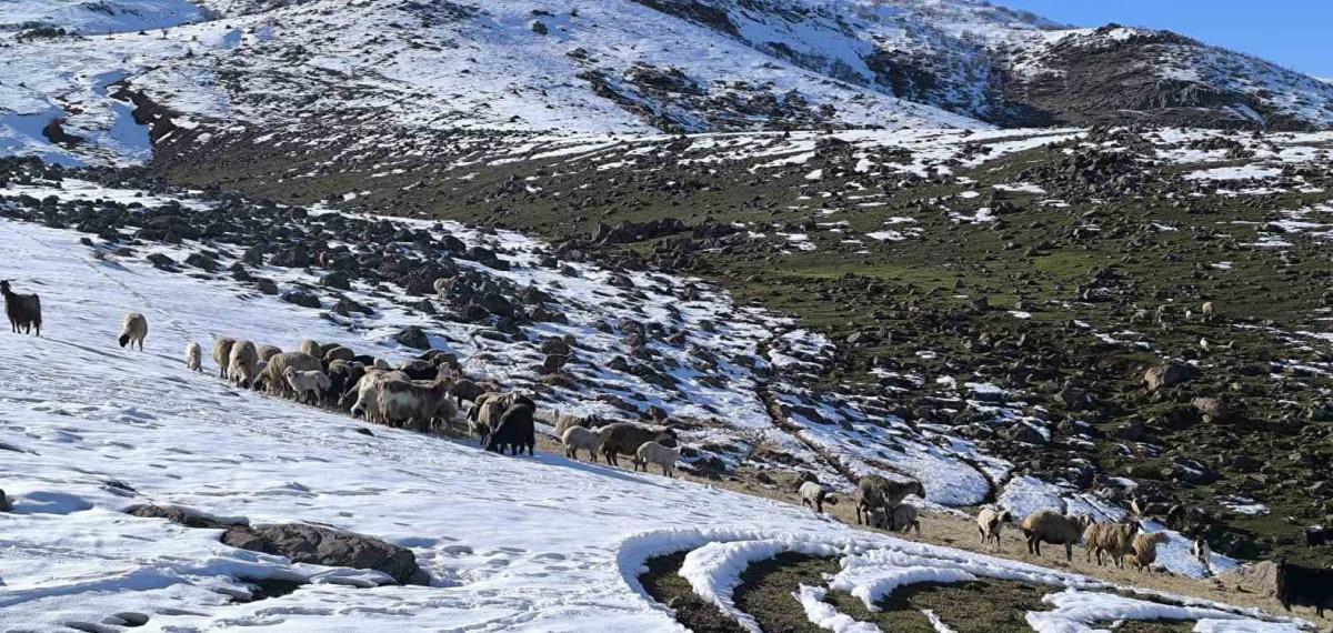 Muş’ta Besiciler Baharı Beklerken Yeniden Kışa Geldi