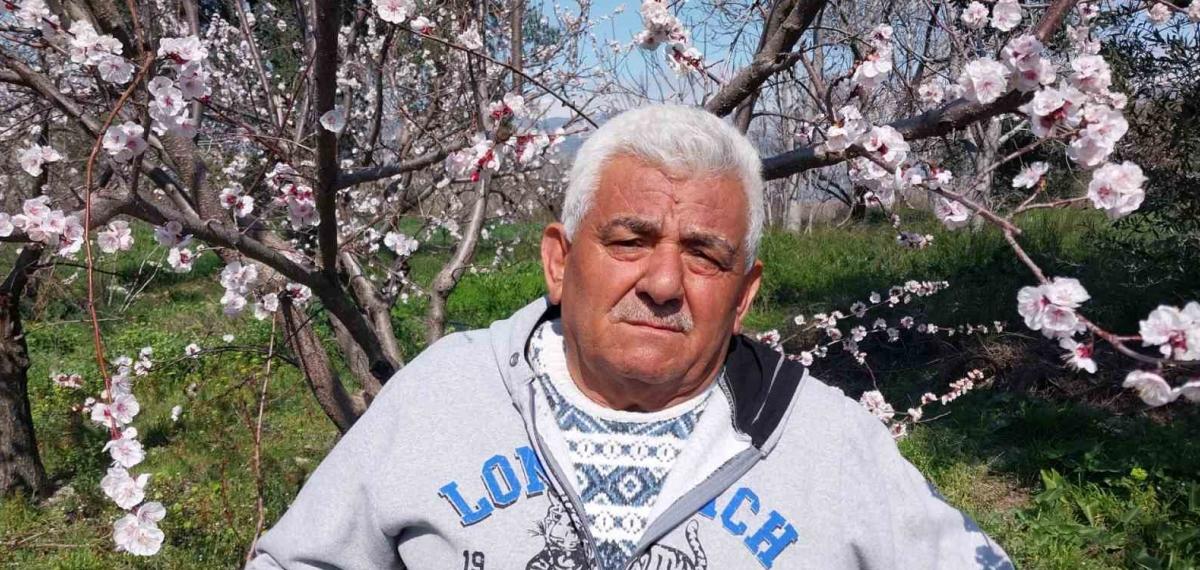 Mut’ta Kayısı Ağaçları Adeta Gelinliğe Büründü