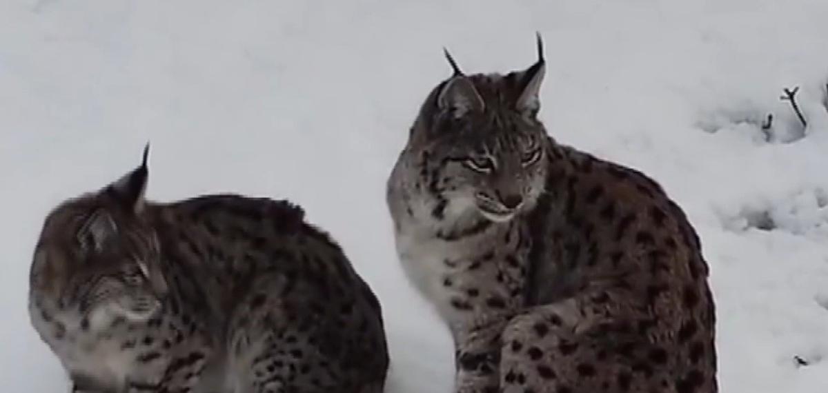 “Ormanın Hayaleti” Vaşak Ailesi Refahiye’de Havadan Görüntülendi