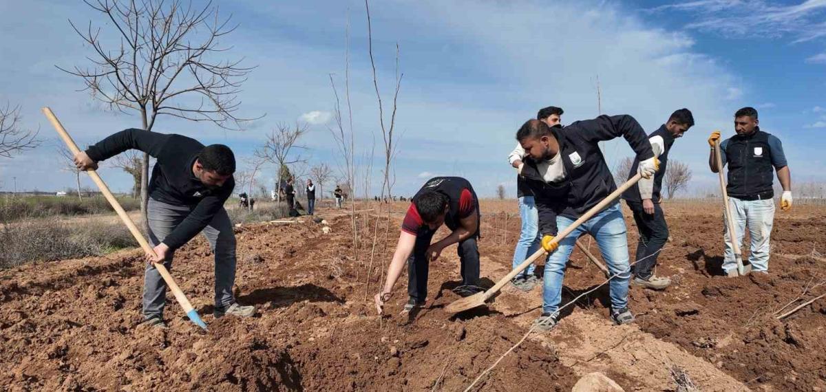 Şanlıurfa Büyükşehir Belediyesi’nden 20 Bin Çınarlık Yeşil Hamle