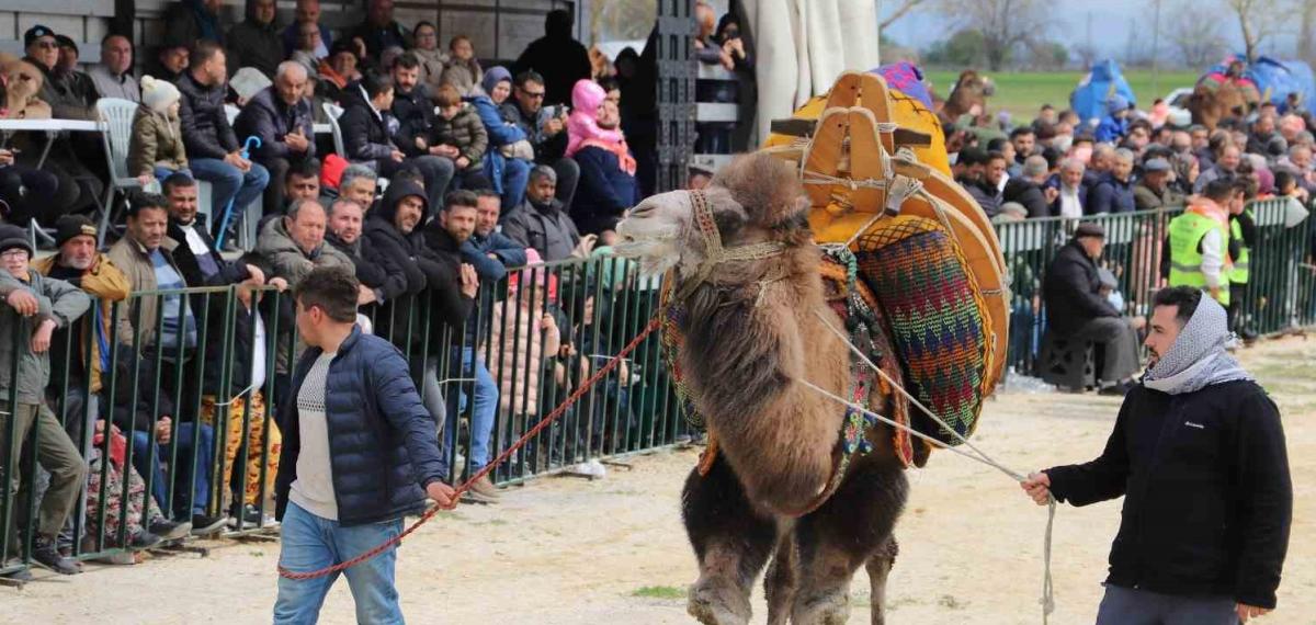 Saruhanlı’da Deve Güreşlerine Binlerce Vatandaş Akın Etti