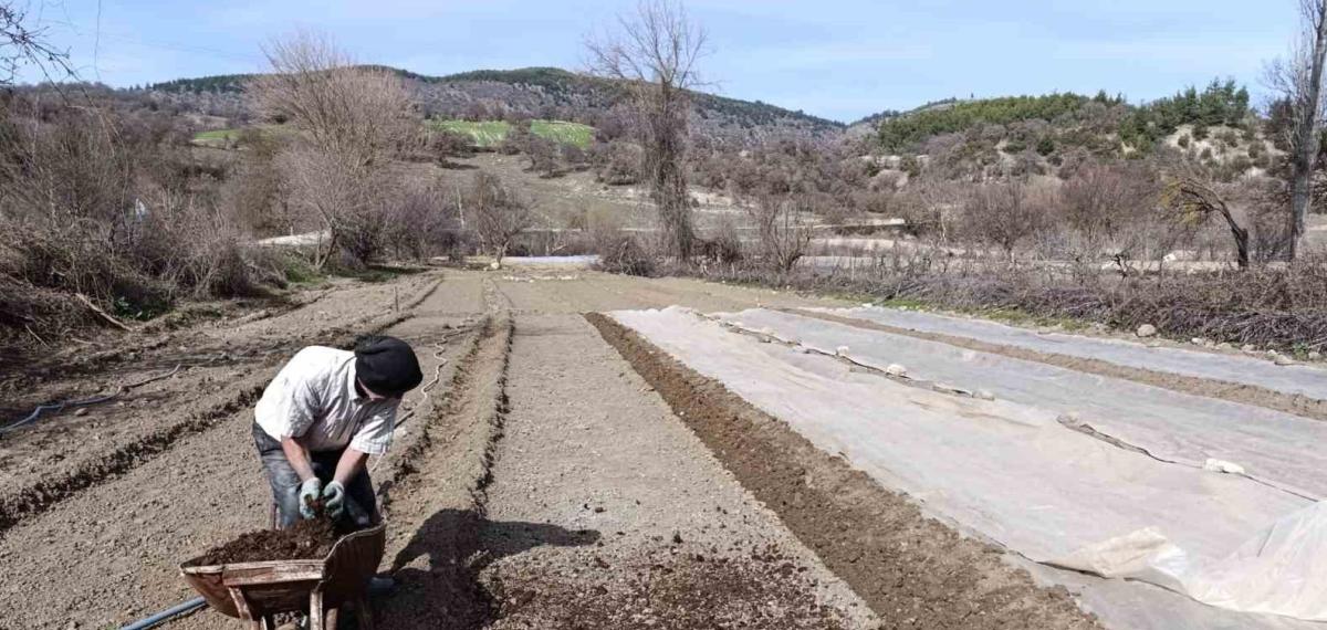 Selendi’de Tütün Üreticisinin Zorlu Mesaisi Başladı