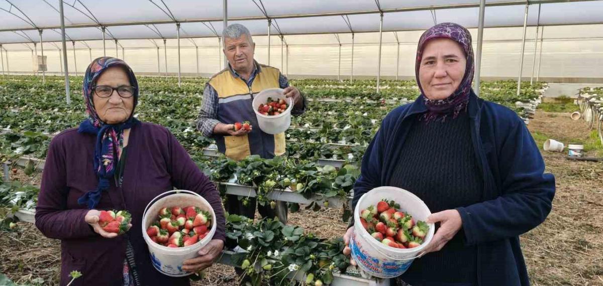 Silifke’de Örtü Altı Çilekte Bahar Hasadı: Kilosu 140 ile 160 TL Arasında