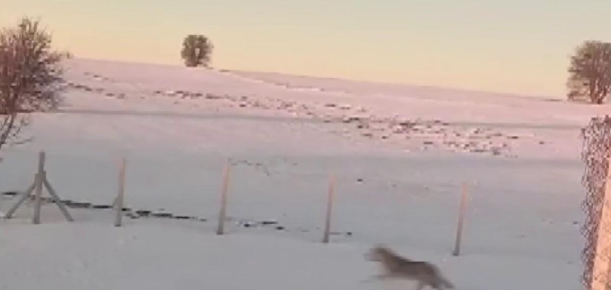 Sürüden Ayrılarak Mahsur Kalan Kurt, Cep Telefonu ile Görüntülendi