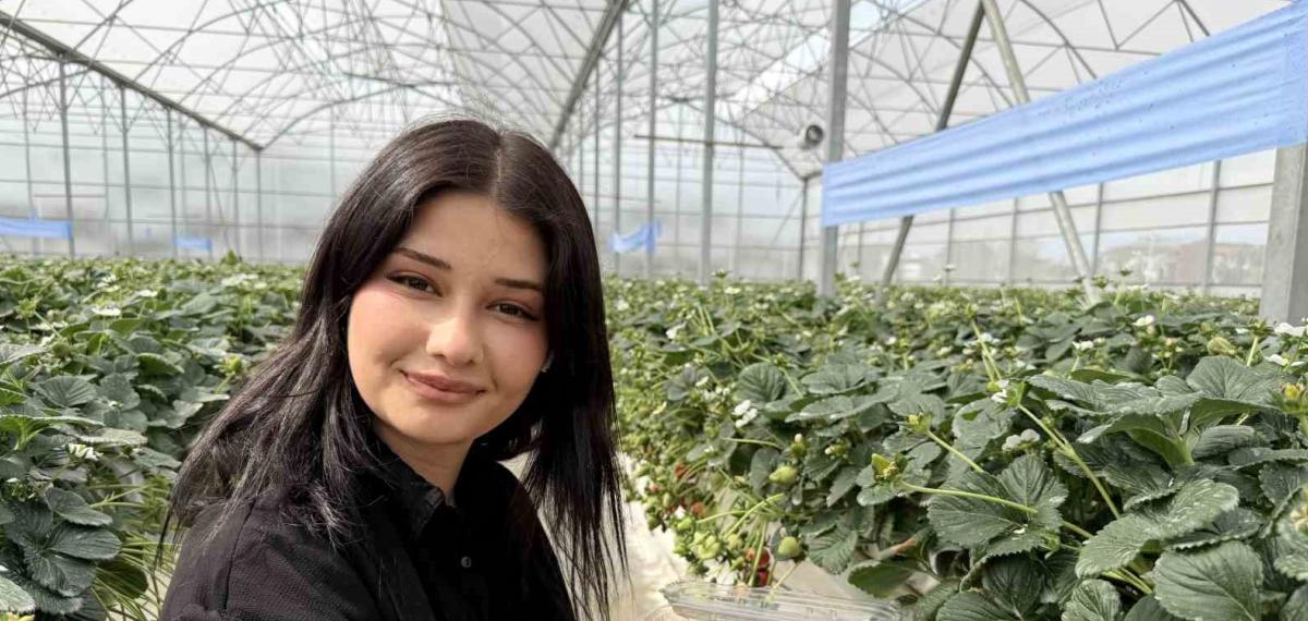 Tarsus’ta Topraksız Tarımda İlk Çilek Hasadı Yapıldı