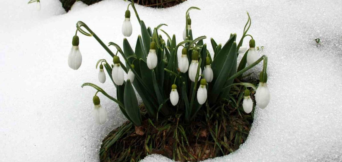 Toros Kardeleni İçin Kontrollü Üretim ve İhracat Modeli Sürdürülüyor