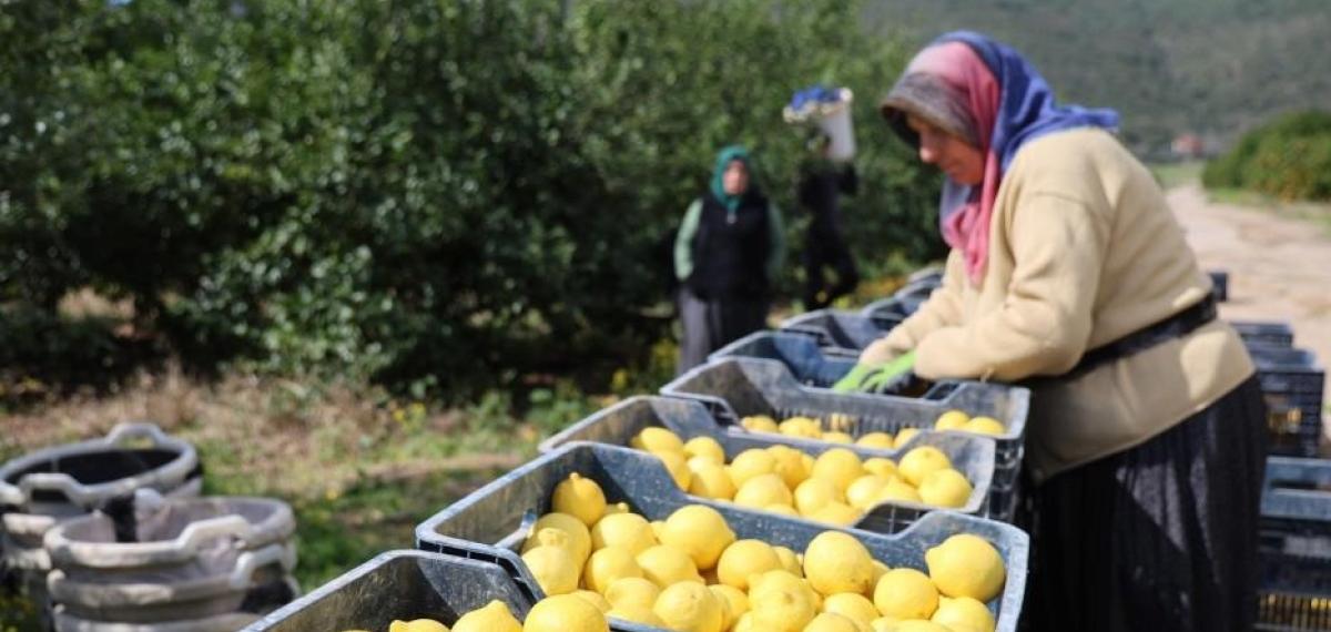TÜİK’e Göre Limonda Üretici Fiyatları Yıllık Yüzde 410 Yükseldi
