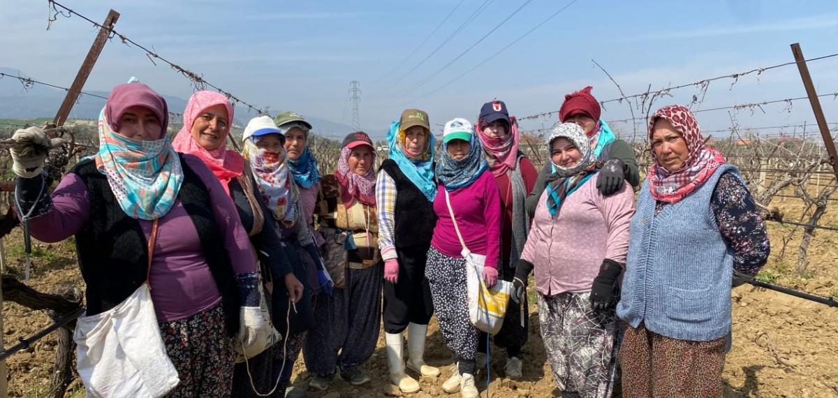 Yağışa Teslim Olan Bağlar Ayağa Kalktı