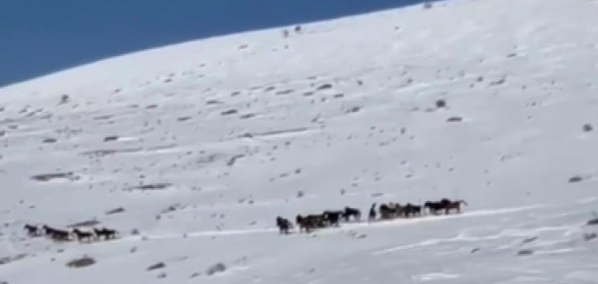 Yılkı Atları Karla Kaplı Doğada Dans Etti, O Anlar Cep Telefonu Kamerasına Yansıdı