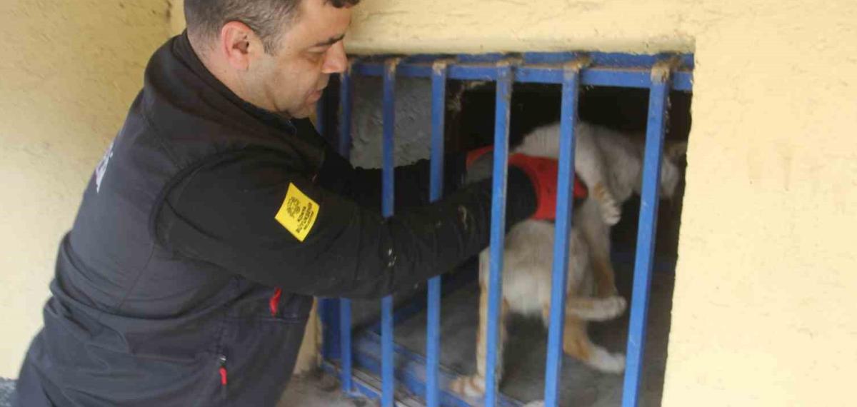 Açlıktan Bitkin Düşen Kedi İtfaiye Ekiplerince Kurtarıldı