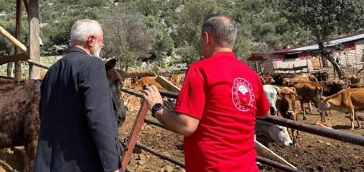 Adana’da “Güney Sarısı” Bereketi: Yerli Irk Üreticinin Yüzünü Güldürüyor