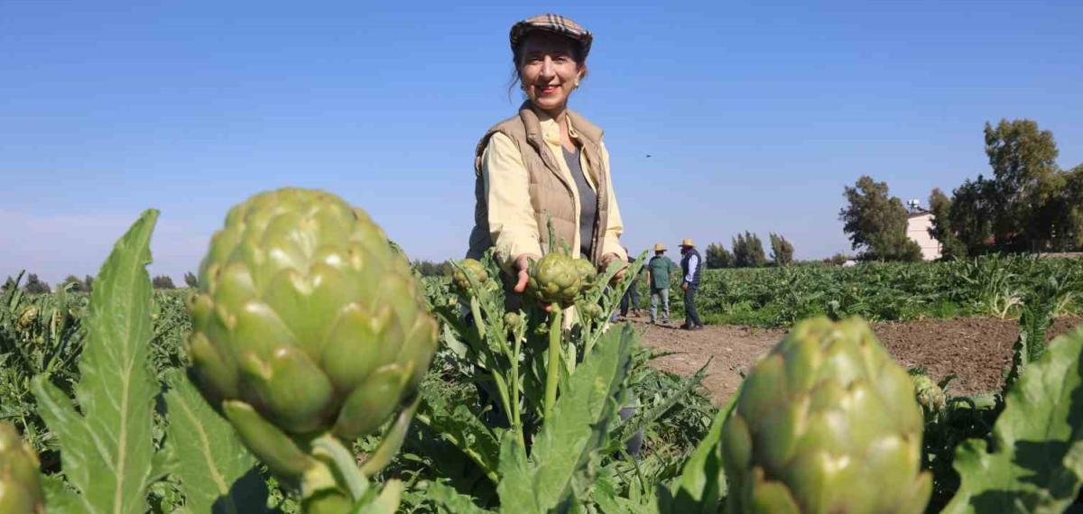 Akademisyen Çiftçinin 7 Yıl Süren Emekleriyle 120 Dönüm Alana Yaydığı Enginar Üretiminde Hasat Başladı