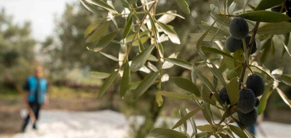 Akhisar’da Zeytin İçin Tarihi Buluşma