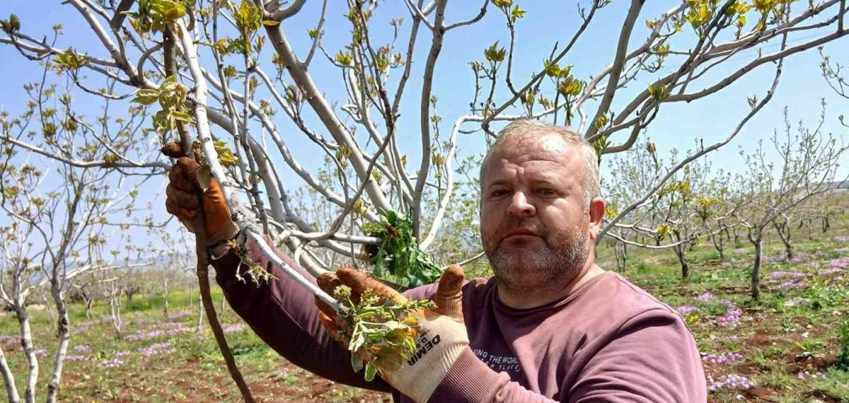 Araban’da Fıstık Üreticileri Tırtıl’la Mücadele Çalışması Başlattı