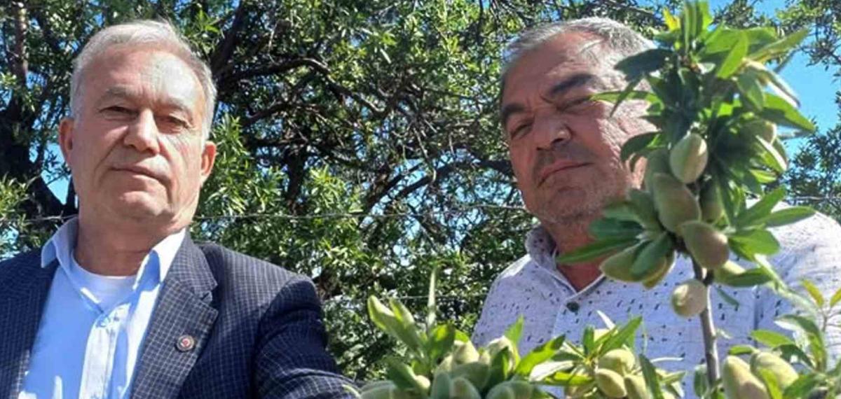 Araban’ın Yerli Badem Çağlası Sofralarda Yerini Aldı