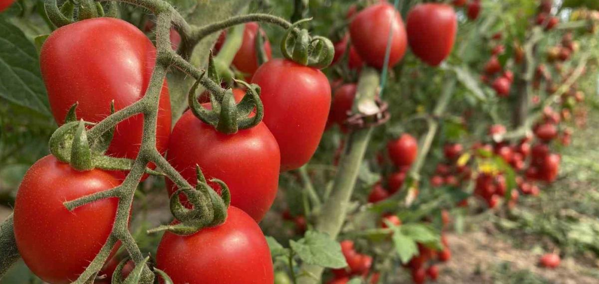 Atb Mart Ayı Hal Endeksini Açıkladı