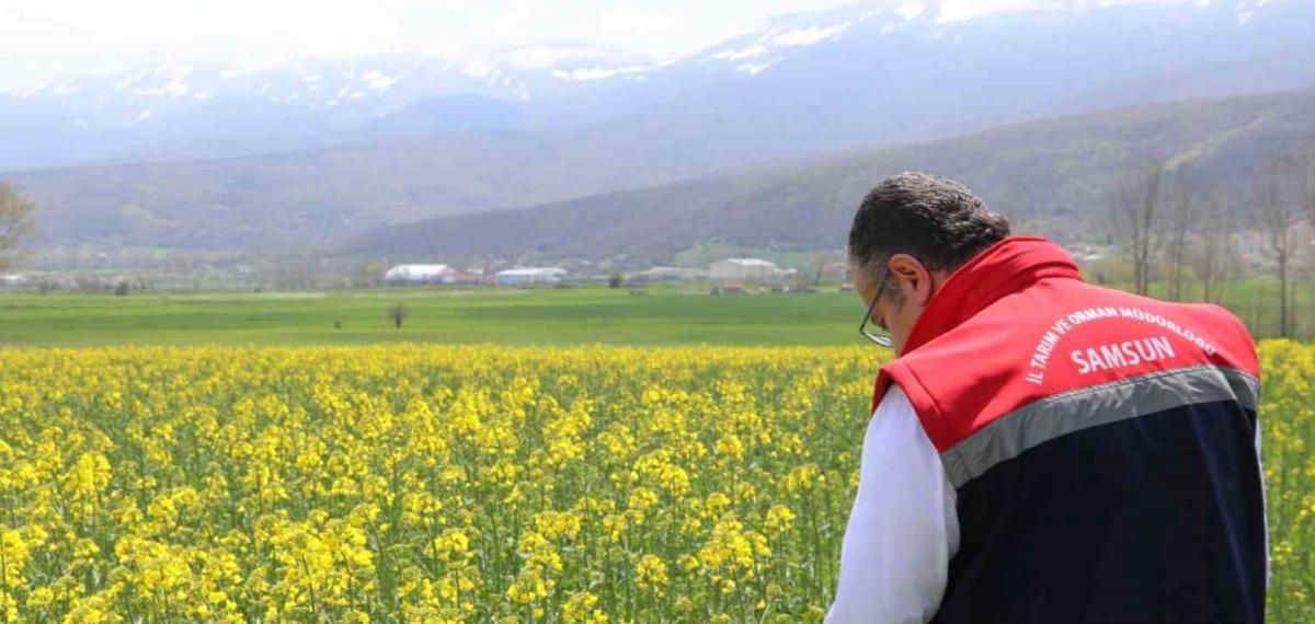 Ayçiçeği ve Kuru Fasulye Tohumları Çiftçilere Teslim Edildi