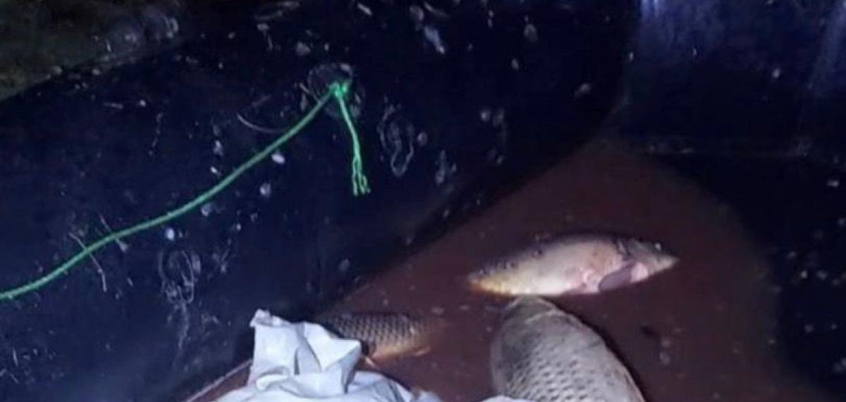 Bolu’da 350 Kilo Sazan Kurtarıldı