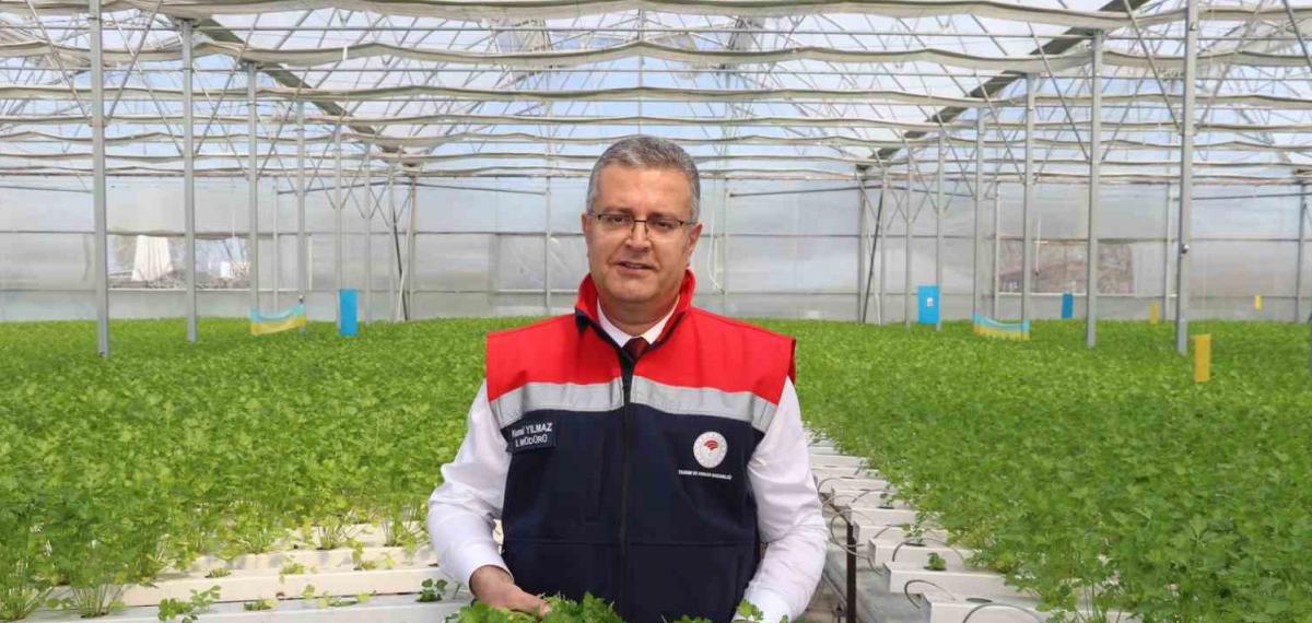Çarşamba’da Hidroponik Maydanozda İlk Hasat Yapıldı