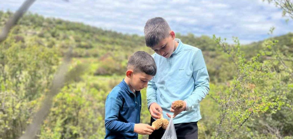 Demirci Dağlarında 2 Bin Liralık Kuzu Göbeği Mesaisi