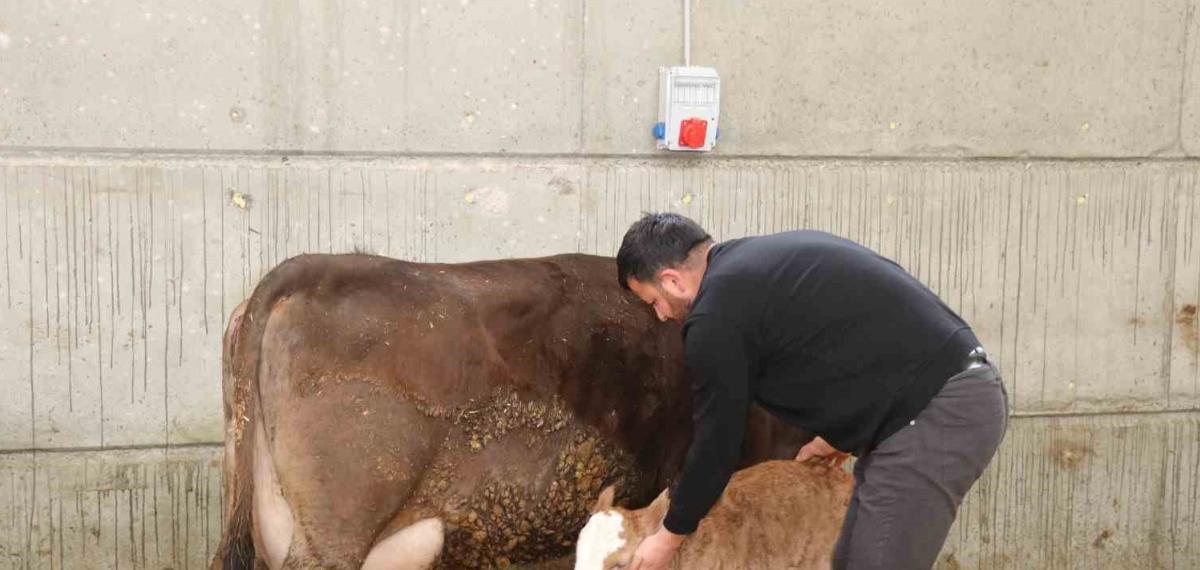Devlet Desteği ile Kurduğu Akıllı Ahır Projesiyle Verimliliği Artırdı