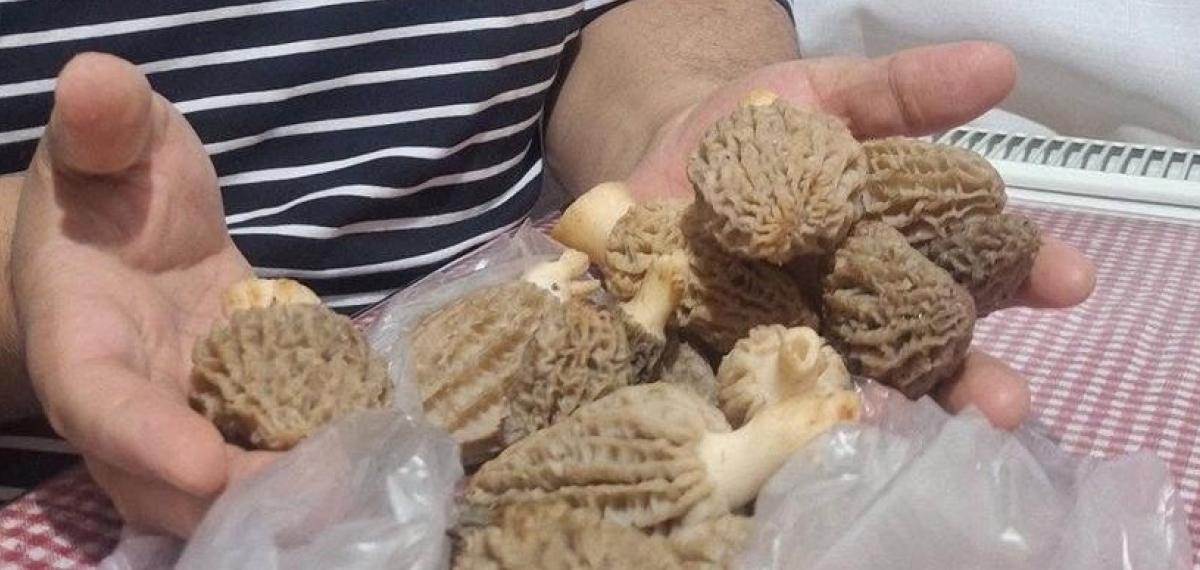 Doğanın ’Et Lezzeti’ Kuzugöbeği Sofralarda