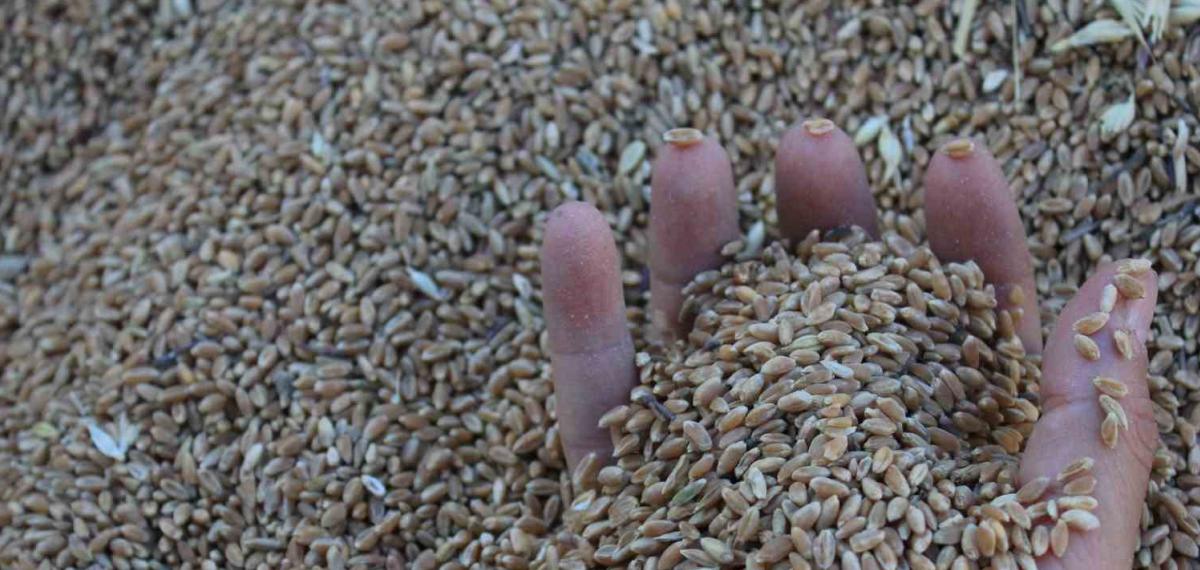 Dünya Hububat Üretiminde Bir İlk Gerçekleşecek
