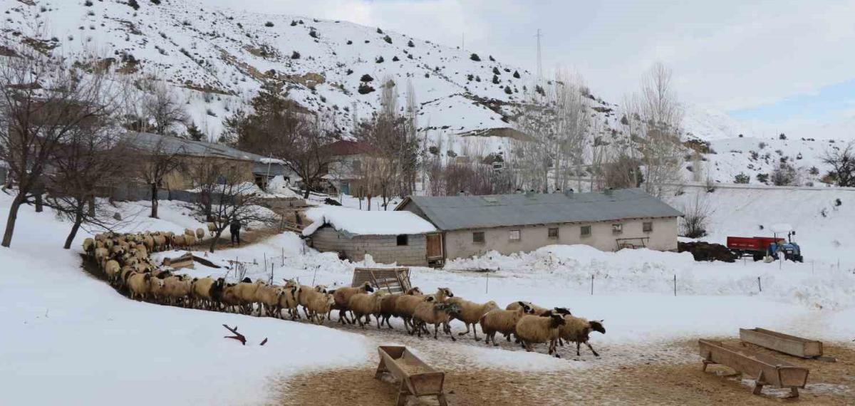 Erzincan’da Küçükbaş Hayvancılığa Destek Projesi İçin Başvurular Başladı