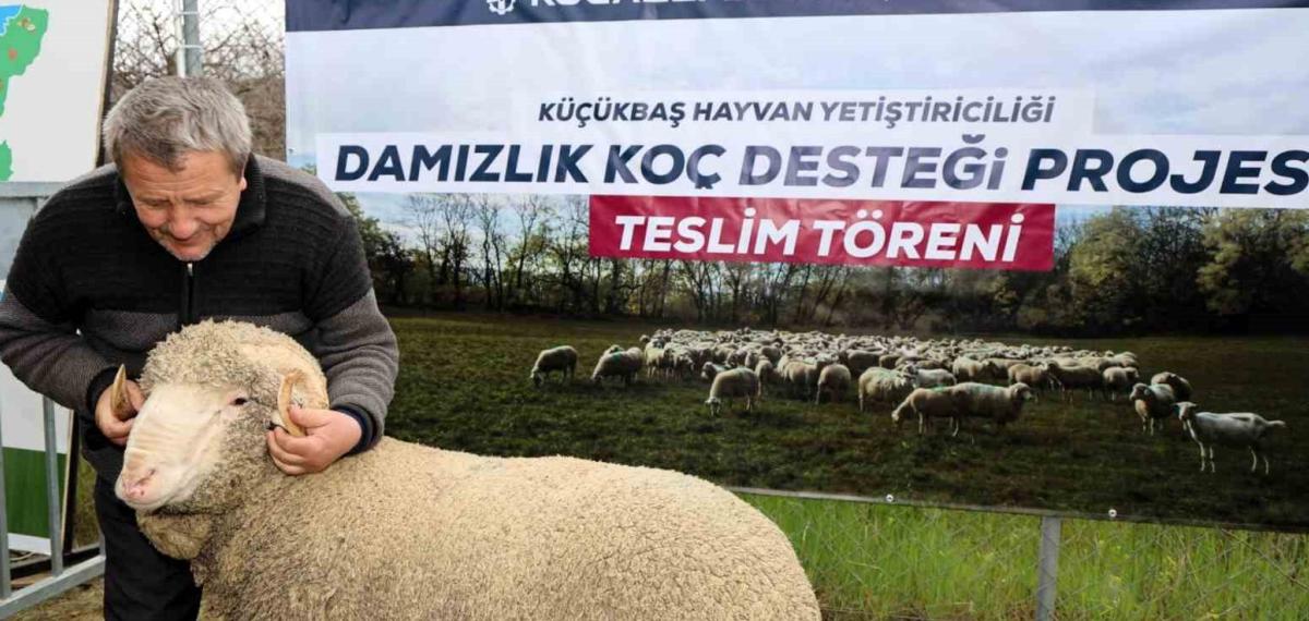 Kocaeli’de Hayvancılığa “Damızlık” Dopingi