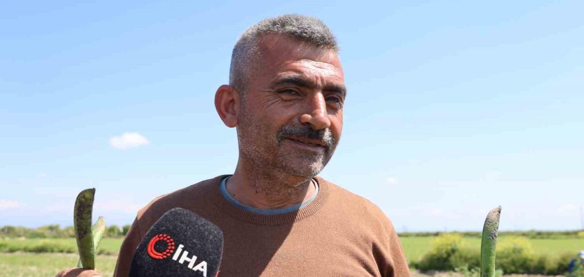 Kozan Bezelyesi Görünümüyle Karadeniz Hamsisine Benzetildi