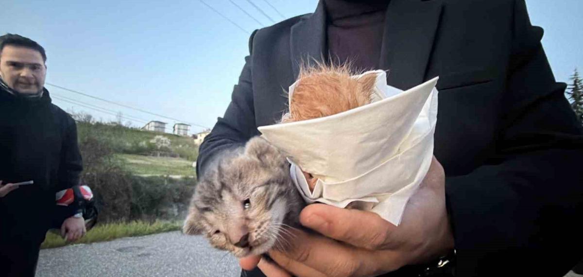 Küçük Kızın Duyarlılığı Sayesinde 2 Yavru Kedi Kurtarıldı