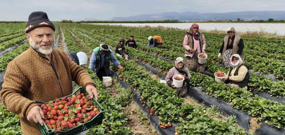 Mersin’de Açıkta Çilek Hasadı Başladı: İç Pazarda Kilogramı 65 ile 75 TL Arasında