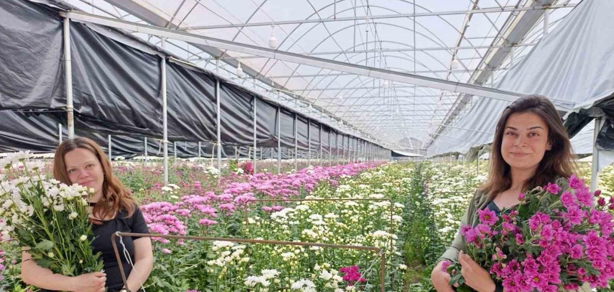 Simav’da Jeotermal Seralarda Kasımpatı Hasadı Başladı