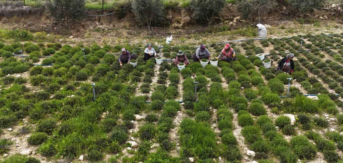 Sofraların Vazgeçilmezi Zahterde Bereketli Hasat