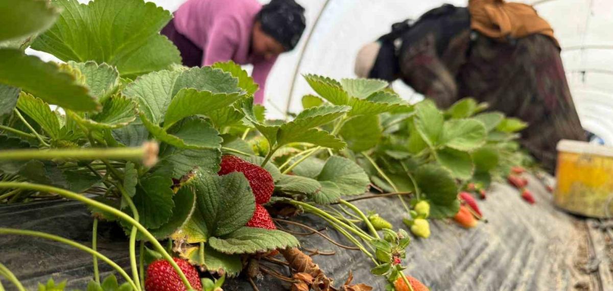 Tarla ile Market Rafları Arasındaki Farka Üretici Bile İnanamıyor