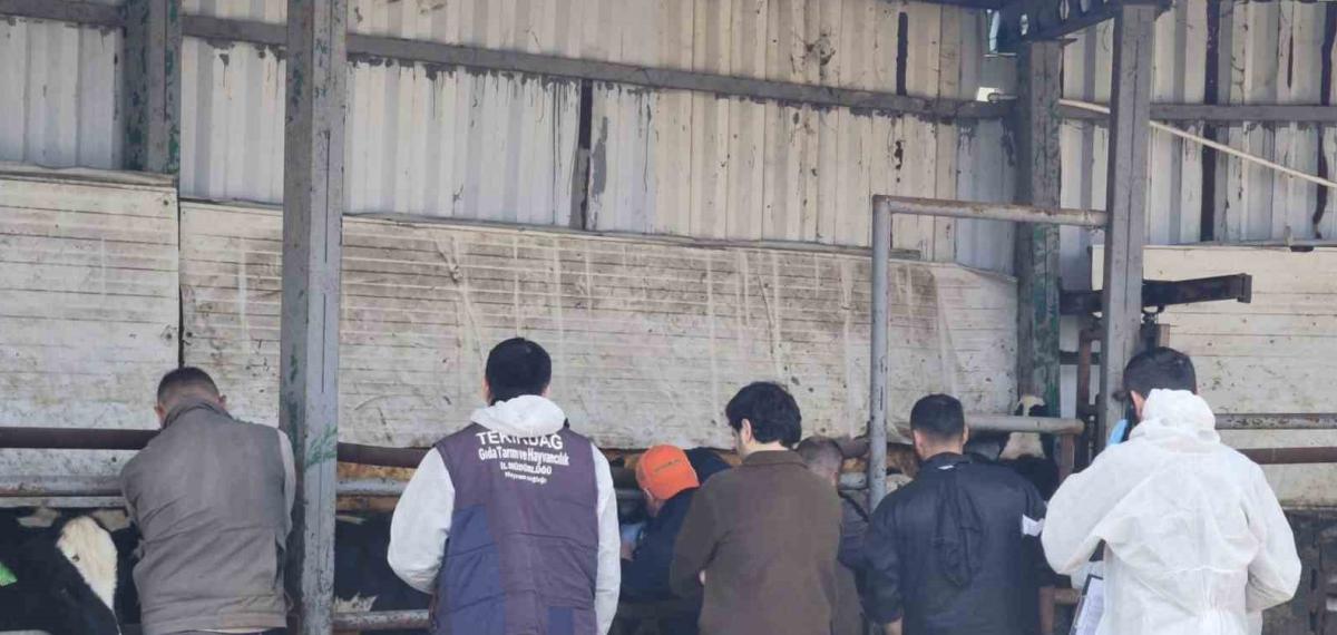 Tekirdağ’da İthal Damızlık Hayvanlar İçin Sıkı Sağlık Denetimi