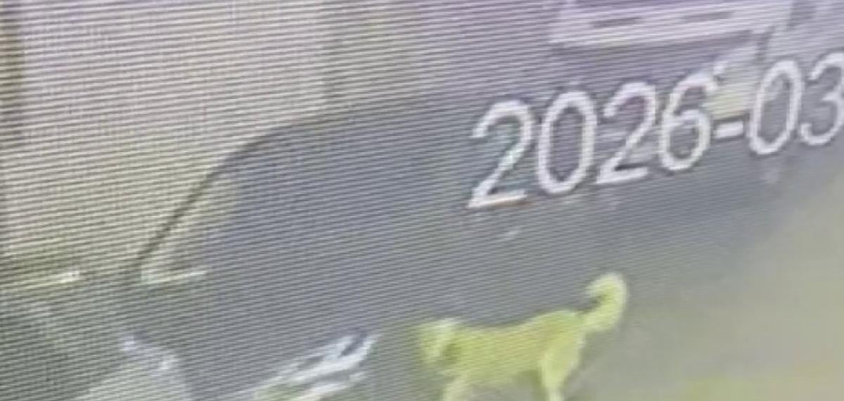 Üsküdar’da Sokak Köpekleri Paniğe Neden Oldu: Başıboş Sürünün Bir Araca Zarar Verdiği Anlar Kamerada