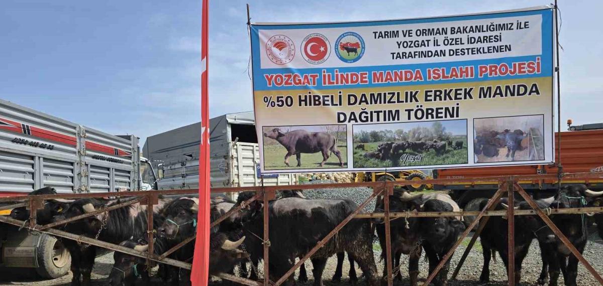 Yozgat’ta 20 Manda Üreticilere Teslim Edildi