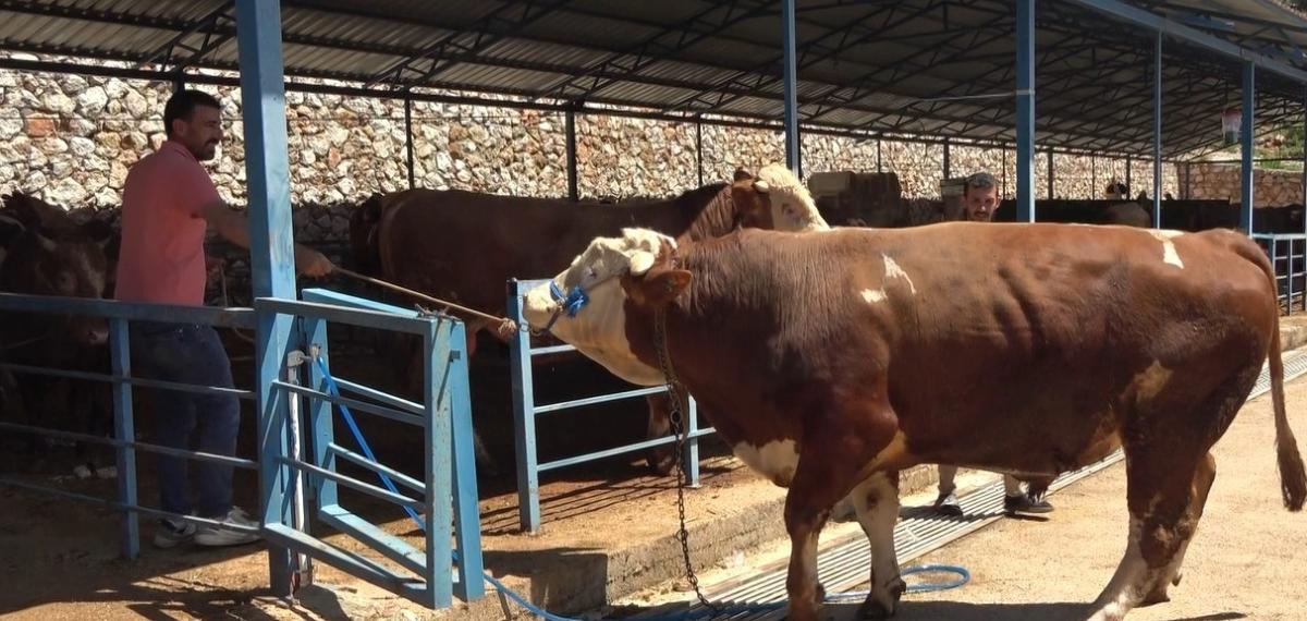 Alanya’da Kurban Pazarının Gözdesi 1 Ton 200 Kilogramlık Dana 450 Bin TL’ye Alıcı Buldu