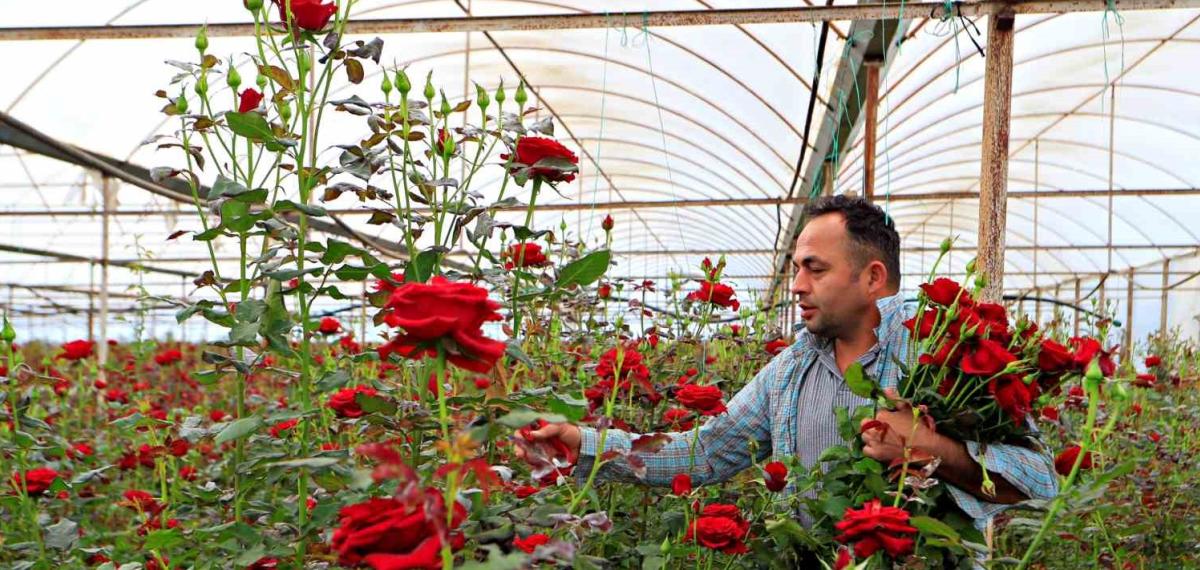 Anneler Günü Fırsatçıları İş Başında: Üreticiden 20 TL’ye Çıkan Gül Annelere 150 -200 TL’ye Ulaşıyor