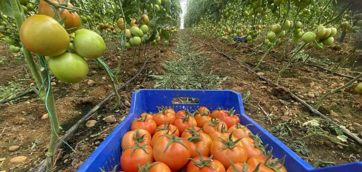 Antalya Hallerinde Nisan Ayında Domatesin Miktarı Azaldı, Fiyatı Arttı