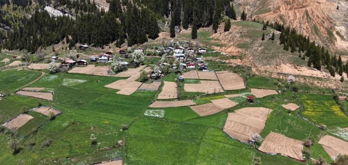 Artvin’de 1400 Rakımda İmece Usulü Doğal Tarım