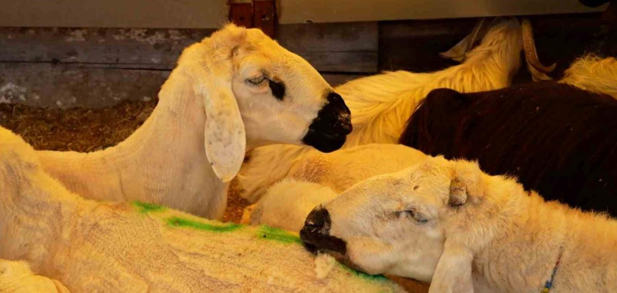 Ataşehir’de Kurbanlık Satış ve Kesim Alanları Belirlendi