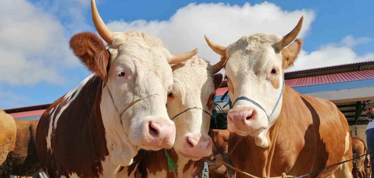Bayburt’ta Kurbanlık Satışları Bugün Başladı